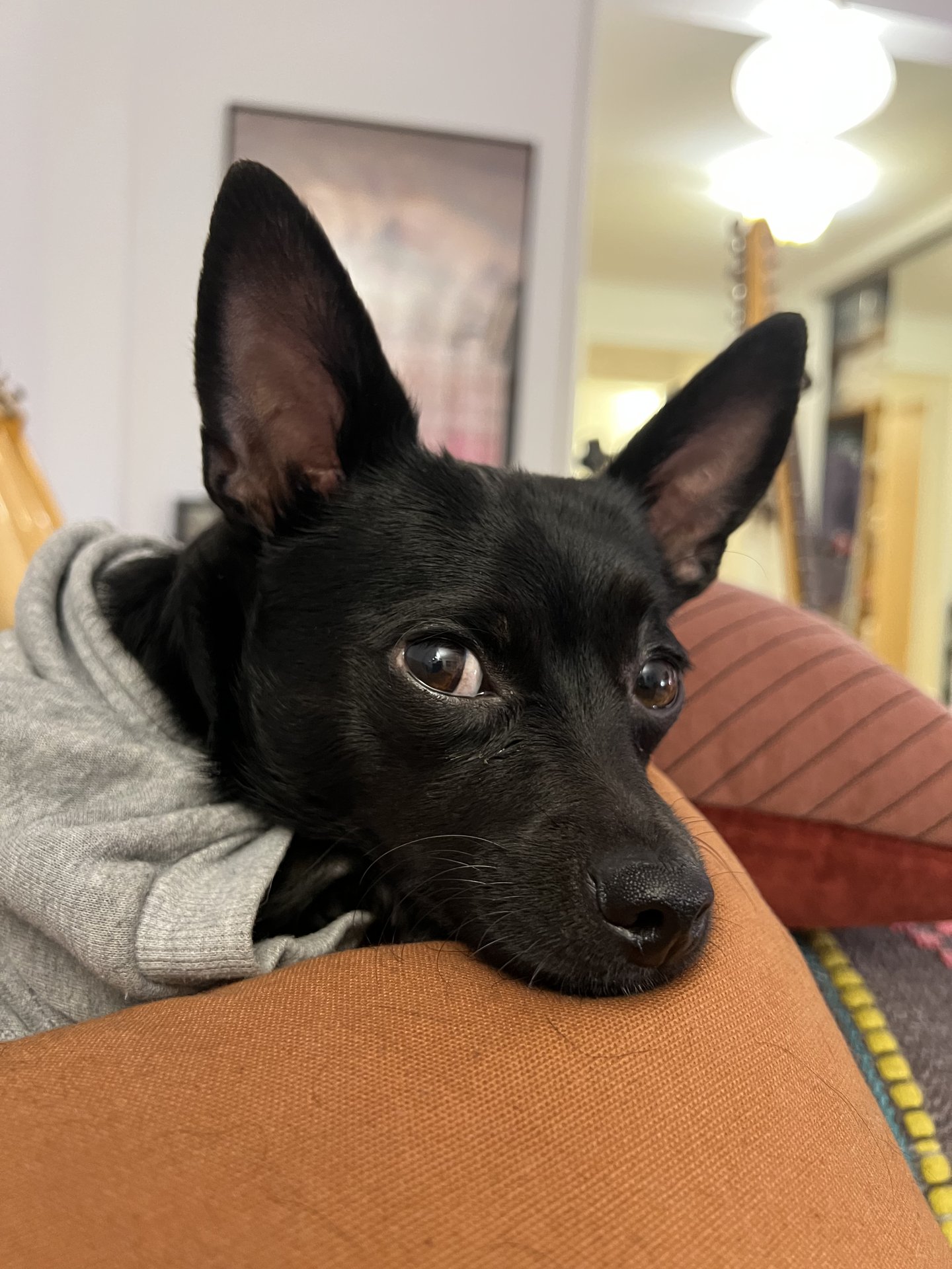 Bruno