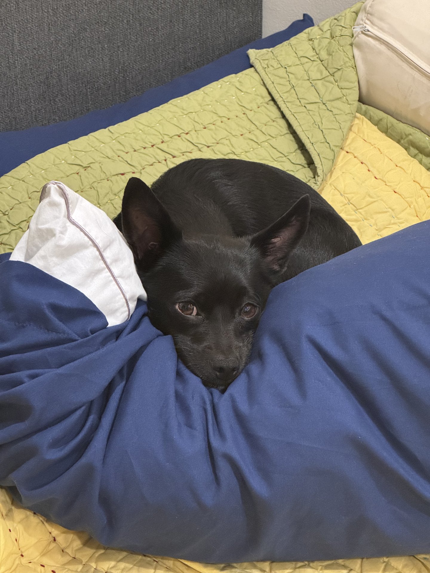 Bruno